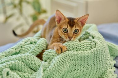 Vahşi renkli, tapılası Habeş kedisinin portresi, üç aylık ev içi kızıl kedi yavrusu. Evcil hayvanlar, doğa, bakım, safkan hayvan konsepti