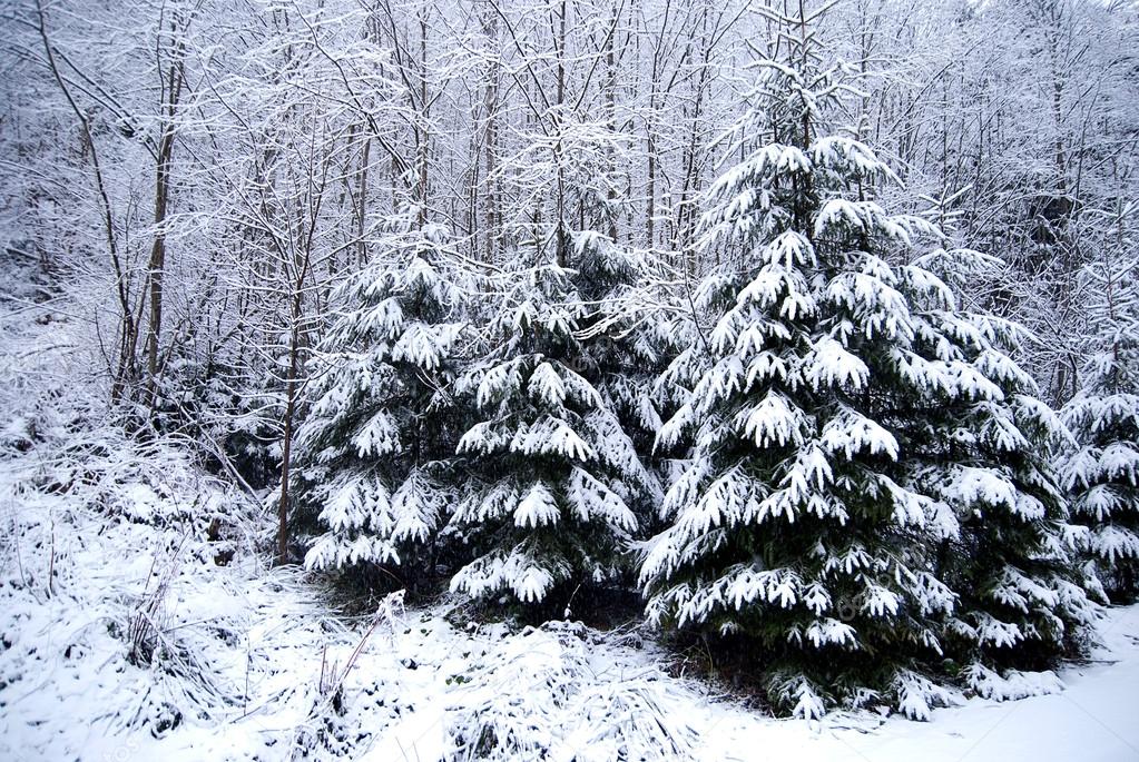 Winter forest with snow-covered trees and snowfall