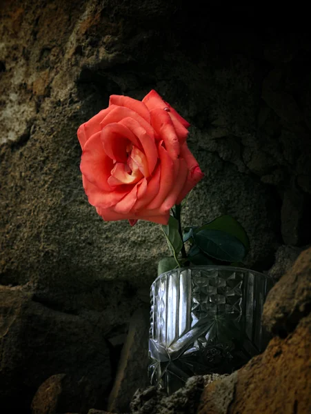 Stone rose — Stock Photo, Image