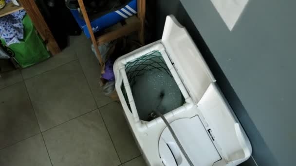 Arbeiterin putzt schwarzen Turnschuh in der Nähe der Waschmaschine — Stockvideo