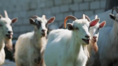 Çiftlikteki keçi sürüleri ve yemyeşil çayırlarda otlayan komik koyunlar.