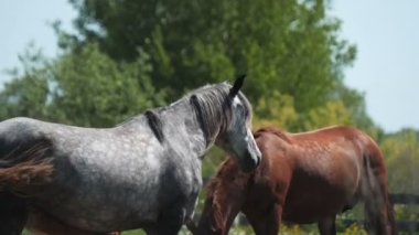 Dapple-Grey at yeşil çayır boyunca hayvanların yanından geçer.