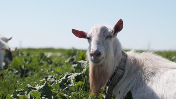 Cute kozy z yeanlings wypasu na bujnej zielonej pastwiska — Wideo stockowe