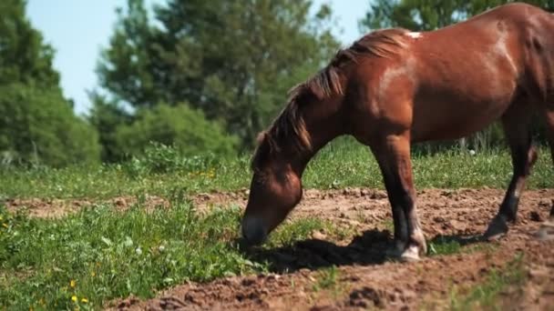 栗の馬の放牧農地で新鮮な緑の草を食べる — ストック動画