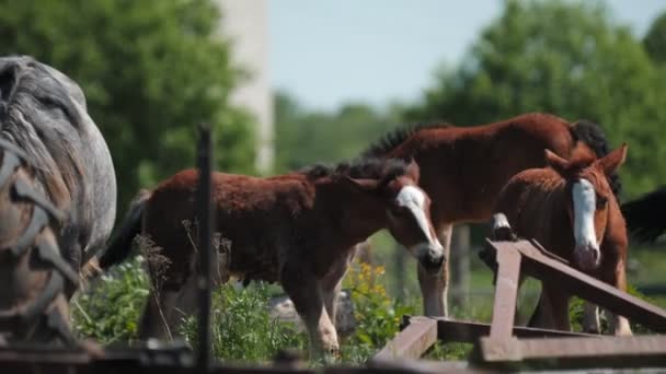 Roliga föl spela på grön betesmark på ranch på solig dag — Stockvideo