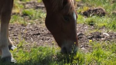 Kahverengi at çiftlikte taze ot yiyerek otluyor.