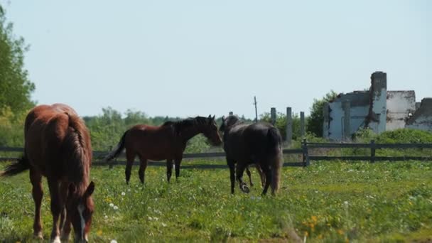 Manada de caballos marrones y potros lindos pastan en los pastos — Vídeos de Stock