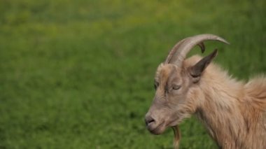 Üzgün kırmızı ve siyah keçiler otlakta dikiliyor.