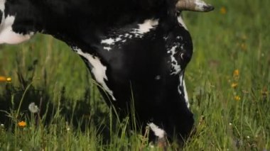 Siyah ve beyaz inek güneşli çayırlarda yeşil ot yer.