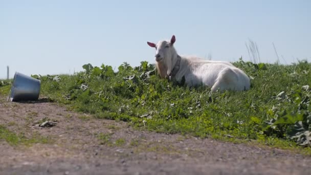 Cabra blanca descansa en exuberante pasto verde cerca de cubo — Vídeo de stock