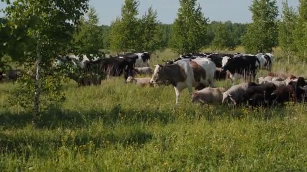 Flockar av kor och fluffiga får går längs gröna betesmarker — Stockvideo