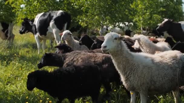 羊の放牧近くの脂肪牛で緑豊かな牧草地クローズアップ — ストック動画