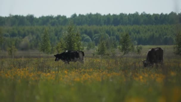 Besättning av kor betar på betesmark med gula blommor — Stockvideo