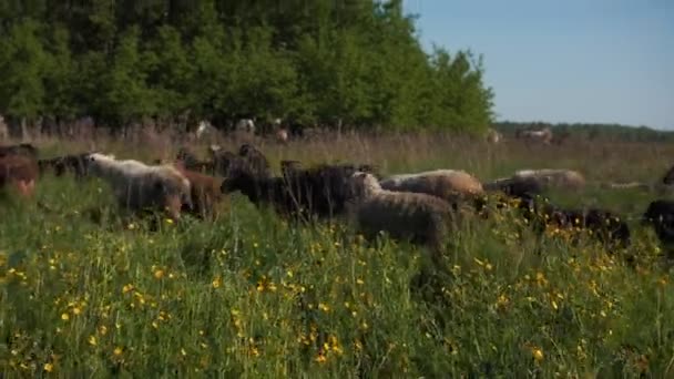 Fårbesättning betar på fältet med blommor nära skogen — Stockvideo