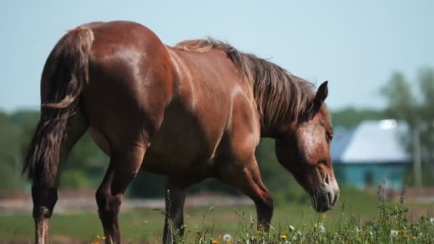 Brązowy koń wypasa się i biegnie zielonymi pastwiskami na farmie — Wideo stockowe
