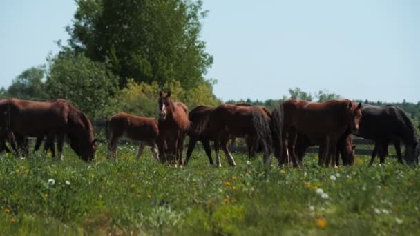 成群的棕色马在牧场上吃鲜草 — 图库视频影像