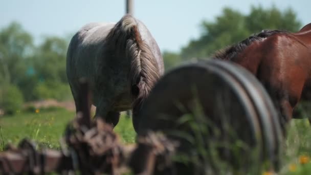 灰马和栗马吃田里的青草 — 图库视频影像
