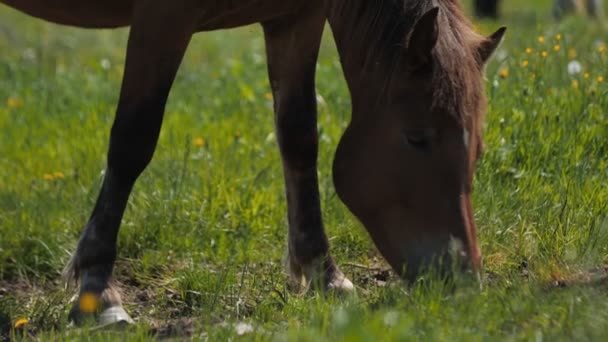 Źrebak kasztanowca zjada zieloną trawę wypasaną na bujnych pastwiskach — Wideo stockowe