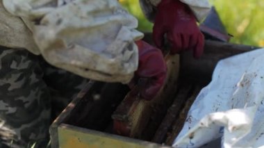 Arı yetiştiricisi arıcıdan bal peteklerini alıyor.