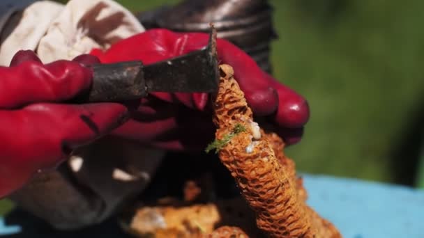 Pszczelarz sprawdza plastry miodu z metalowym dłutem w pasiece — Wideo stockowe