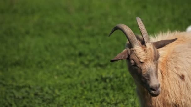 在新鲜的绿色牧场上吃草的红毛山羊的嘴 — 图库视频影像