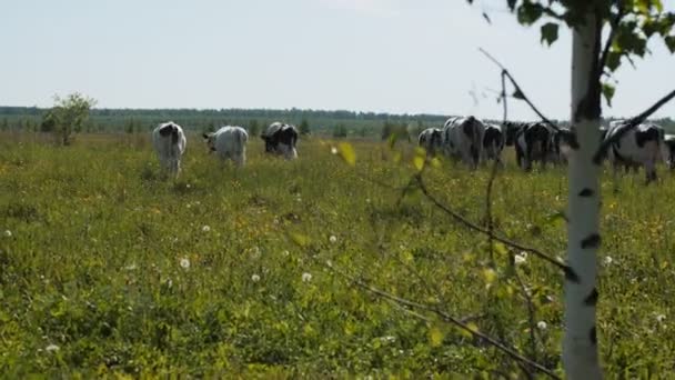 Herd of cows walks along field grazing on grass in summer — Stock Footage Herd of cows walks along field grazing on grass in summer Royalty Free Stock Footage