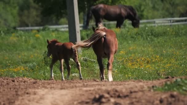 马和小鹿沿着牧场在田里散步 — 图库视频影像