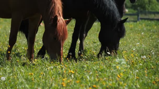 Koně a kozy s ročníčky pasou na bujné zelené trávě — Stock video