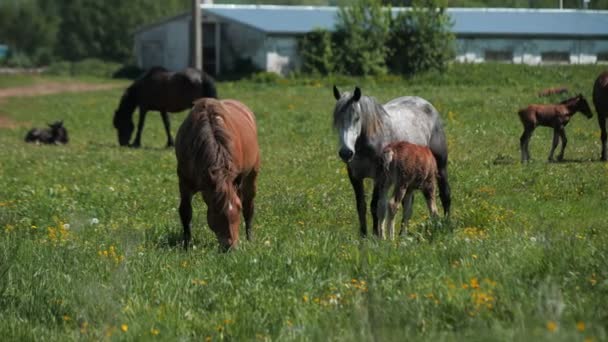 Barna és szürke lovak csikó legeltetéssel a zöld mezőn a pajtában — Stock videók