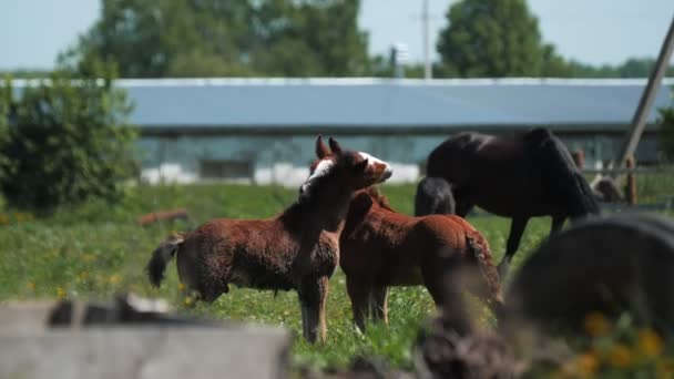 Brown foals with white marks on foreheads play on meadow — Stock Video