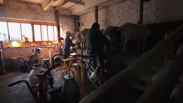 Boeren melken geiten met moderne apparatuur in donkere schuur — Stockvideo