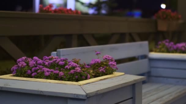 Rośliny z delikatnymi purpurowymi kwiatami rosną w pobliżu ławki w parku — Wideo stockowe