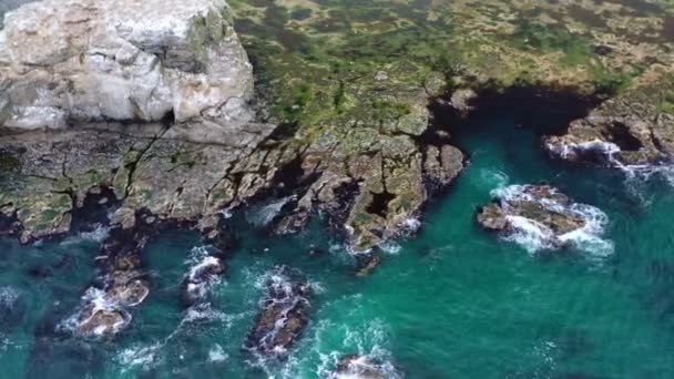 Gaviotas bandada vuela por encima del océano azul cerca de la playa rocosa — Vídeo de stock