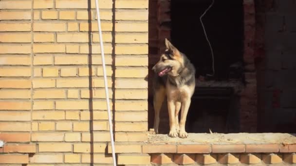 Watchdog se para en el alféizar de la ventana de la casa de ladrillo abandonado — Vídeo de stock