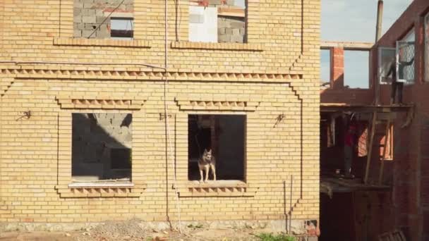 Perro en casa de campo abandonado camina a lo largo del sitio de demolición — Vídeo de stock