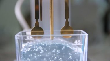 Laboratuvarda şeffaf jöleye altın metal sondalar yerleştiriliyor.