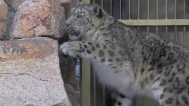 Güçlü kar leoparı, zarif bir tempoyla hareket eden karlı kaya tepesine tırmanıyor. Korunmuş koruma alanının içindeki soğuk, parlak vahşi doğa.