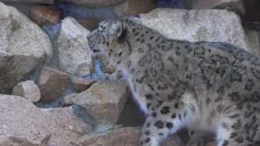 Çevik kar leoparı engebeli kayaların üzerinden atlıyor. Kocaman güçlü bir kuyruk sallıyor. Vahşi kedi kış mevsiminde korkusuz ve enerjik bir güç sergiliyor.