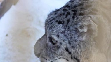 Kar leoparı kızgın bir şekilde kafasını çevirir ve keskin parlak dişler gösterir. Buzlu atmosfer, karlı kaplamayla vahşi yırtıcıyı çevreledi.