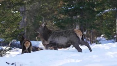 Zarif geyik sürüsü, düşen odunların arasında derin, ışıl ışıl karda gezinir. Hayvanlar sessiz ormanda sakin ritimle hareket eder.