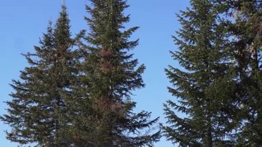 Yoğun yeşil taç, saf açık gökyüzünü çerçeveler ve sessiz orman üzerinde nazik bir kontrastlık oluşturur. Atmosfer serinliyor. Taze ve doğal olarak huzurlu.