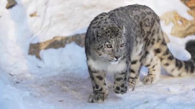 Görkemli kar leoparı, güçlü bir esneme serbest bırakmadan önce karlı zeminde oturup ağızlık yalıyor. Manzara çok soğuk ve güzel bir şekilde anlamlı.