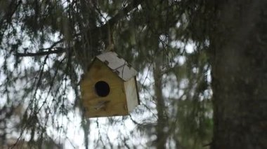 Temiz ahşap kuş evi, koyu yeşil iğnelerle dolu kalın ladin dalları arasında sessizce asılı duruyor. Huzurlu doğal sahne ahenkli hissettiriyor.