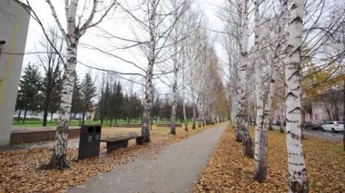 Nemli park bankları huş ağaçlarının arasında duran yumuşak bulutlu güneş ışığını yansıtır. Parlak yaprak kaplı zemin mevsimsel melankoliye vurgu yapıyor