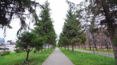 Sessiz park yolu, uzun ve yeşil ağaçların arasından uzanıyor. Pürüzsüz asfalt, kentsel park alanını dolduran doğal orman dokusuna zıt düşüyor