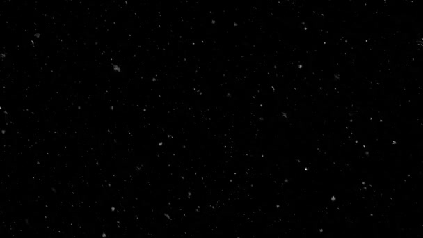 Neve Caduta Isolata Fondo Nero — Video Stock