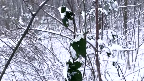 Baumzweige Schneebedeckten Wald Auflösung — Stockvideo