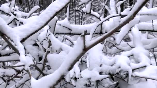 暴雪在寒冷的冬日里 树枝在森林里被雪覆盖着 4K分辨率 — 图库视频影像
