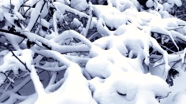 Blizzard Kalten Wintertagen Und Schneebedeckten Ästen Wald — Stockvideo