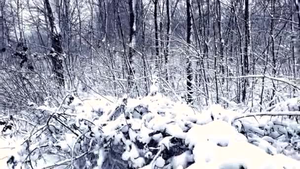 Ветви Деревьев Лесу Покрыты Снегом — стоковое видео